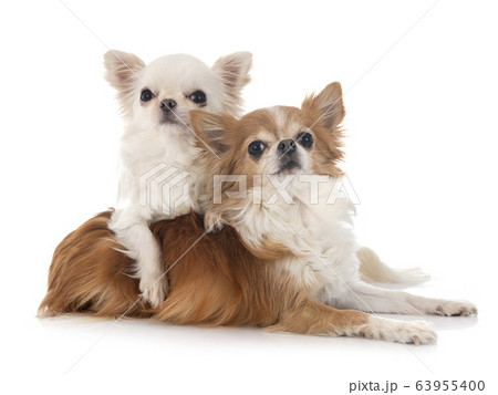 chihuahuas in studio 63955400