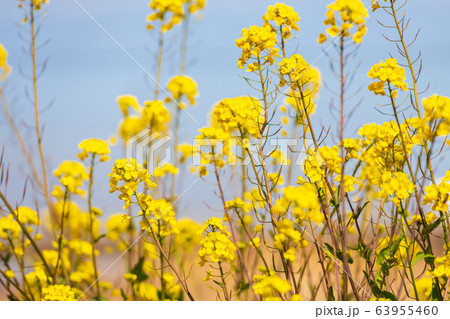 青空と菜の花【福岡県行橋市】 青空と菜の花【福岡県行橋市】 63955460