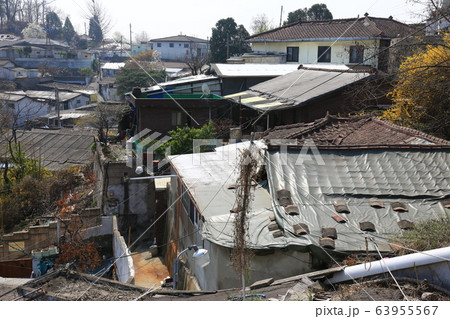 レンギョウ 春の花 木 63955567