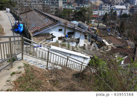 レンギョウ 春の花 木 63955568