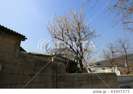 レンギョウ 春の花 木 63955575