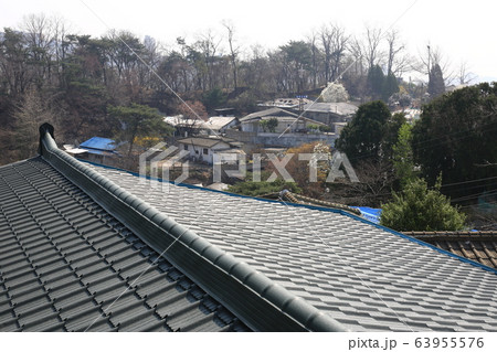 レンギョウ 春の花 木 63955576