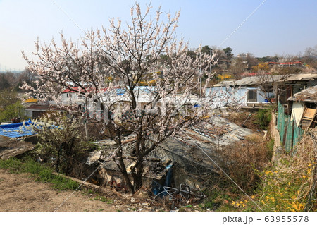 レンギョウ 春の花 木 63955578
