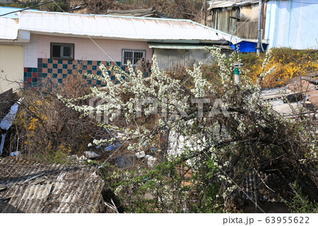 レンギョウ 春の花 木 63955622