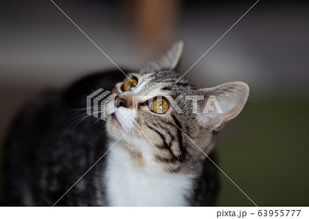 生後7ヶ月の猫の横顔の写真素材 [63955777] - PIXTA