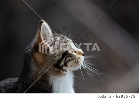 生後7ヶ月の猫の横顔 63955779