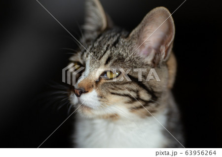 生後7ヶ月の猫の横顔 生後7ヶ月の猫の横顔 63956264