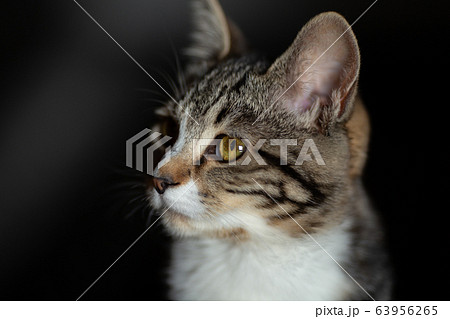 生後7ヶ月の猫の横顔の写真素材