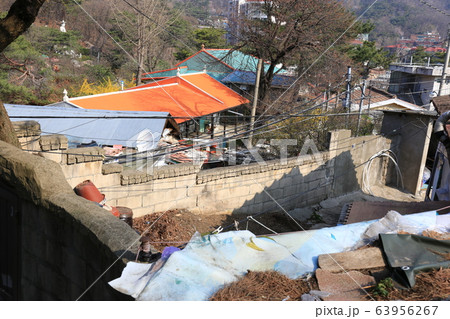 レンギョウ 路地 草花 63956267