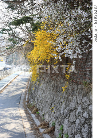 レンギョウ 路地 草花 63956287