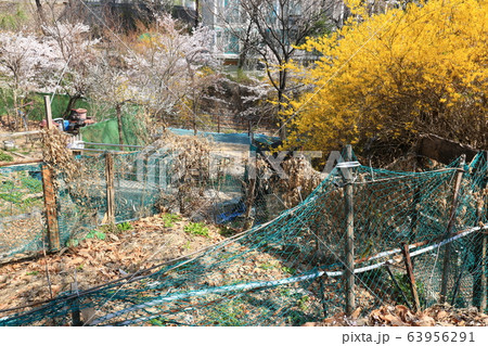 レンギョウ 路地 草花 63956291