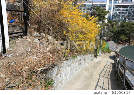 レンギョウ 路地 草花 63956317