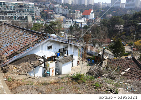 レンギョウ 路地 草花 63956321