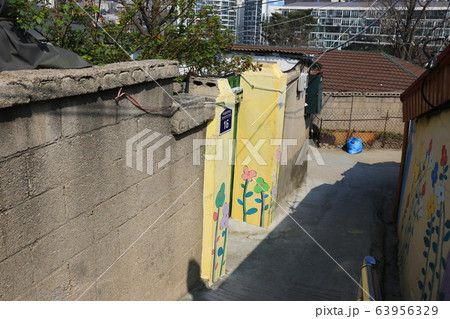 レンギョウ 路地 草花 63956329