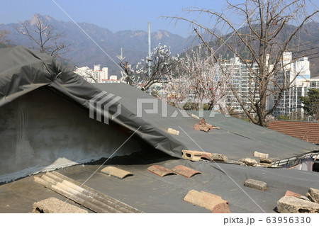 レンギョウ 路地 草花 63956330