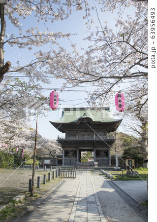 神奈川県横浜市金沢区　称名寺の桜 63956493