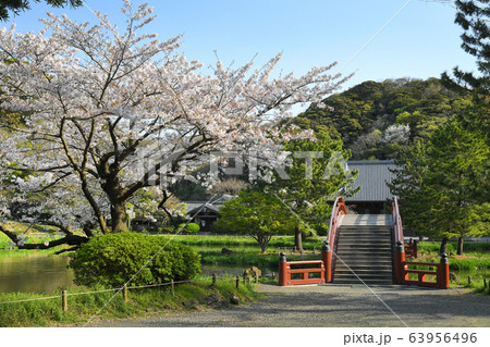 神奈川県横浜市金沢区　称名寺の桜 63956496