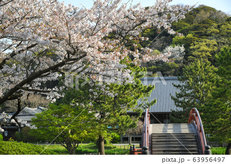 神奈川県横浜市金沢区 称名寺の桜 神奈川県横浜市金沢区 称名寺の桜 63956497