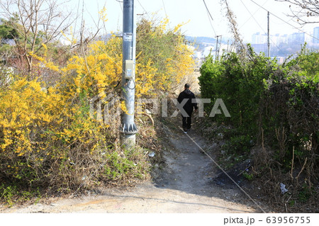 春の花 香水 スミレ 63956755