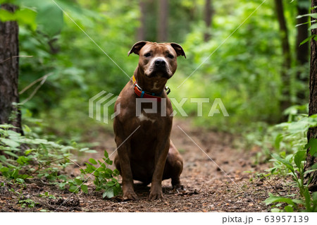 Adorable red dog walks outdoor at summer 63957139