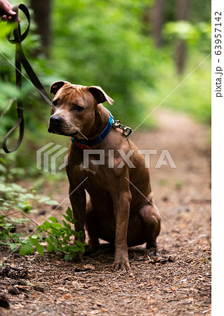 Adorable red dog walks outdoor at summer 63957142