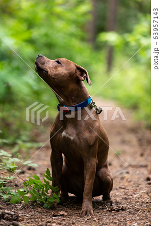 Adorable red dog walks outdoor at summer Adorable red dog walks outdoor at summer 63957143