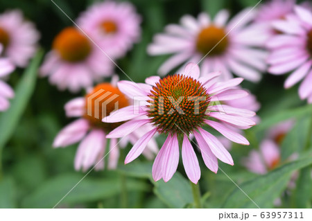 Pink coneflower Rubinstern 63957311