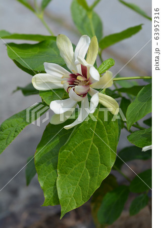 Sweetshrub Venus 63957316