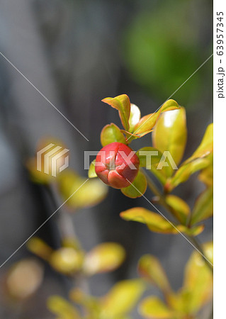 Pomegranate 63957345