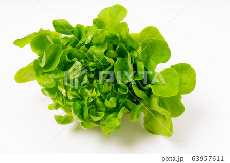 グリーンオーク レタス グリーンオーク レタス 63957611