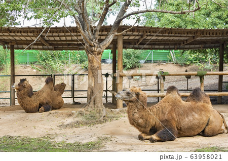 two-humped camel lies two-humped camel lies 63958021