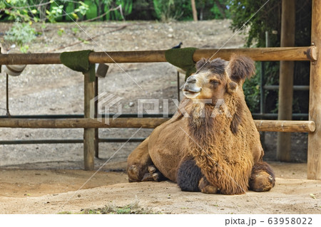 two-humped camel lies two-humped camel lies 63958022