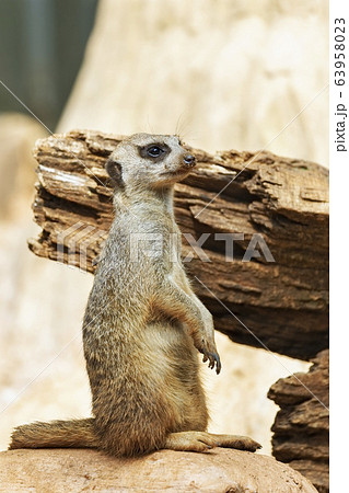 Small, beautiful meerkat 63958023