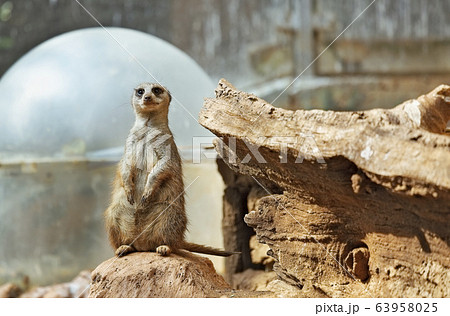 Small, beautiful meerkat Small, beautiful meerkat 63958025