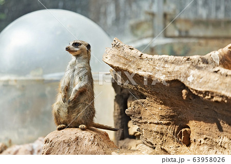Small, beautiful meerkat Small, beautiful meerkat 63958026