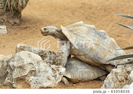 love games of turtles love games of turtles 63958036