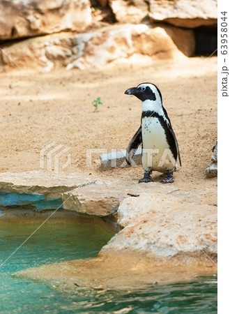beautiful south african penguin 63958044