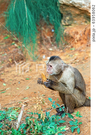 macaque monkey macaque monkey 63958062