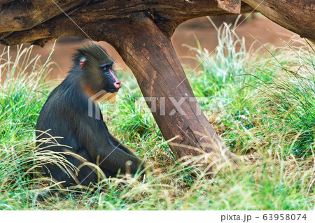 Beautiful Mandrill Beautiful Mandrill 63958074