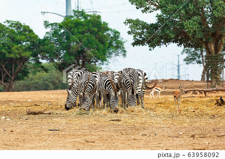 Beautiful zebras Beautiful zebras 63958092