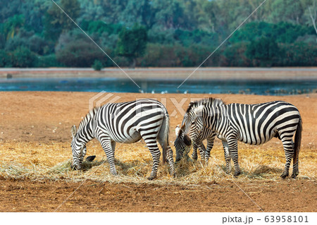 Beautiful zebras Beautiful zebras 63958101
