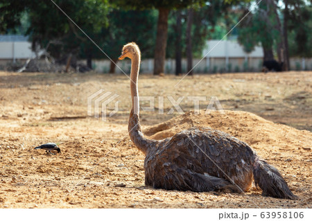 Australian Ostrich in nature 63958106