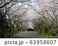愛鷹広域公園の桜並木 63958607