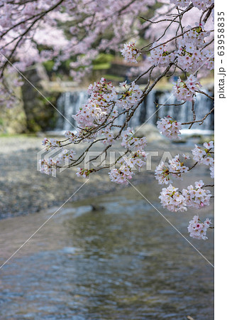 京都府 亀岡 七谷川の桜の写真素材