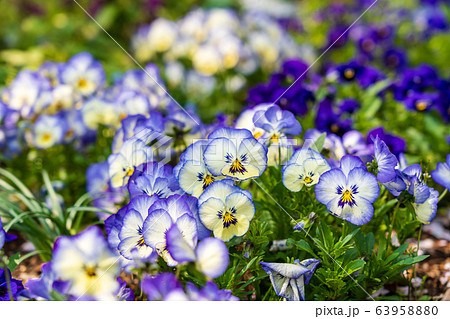 春の花　パンジー 63958880