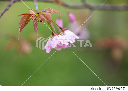 雨上がりの桜 雨上がりの桜 63959067