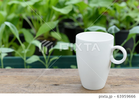 White coffee cup on wood plank in vegetable farm White coffee cup on wood plank in vegetable farm 63959666