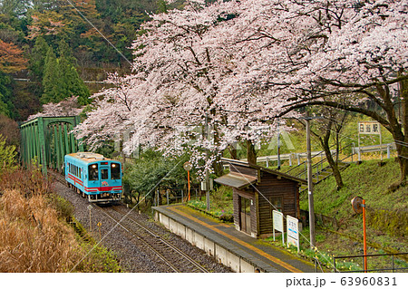 樽見鉄道の春 樽見鉄道の春 63960831