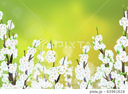 桜 春 花 63961628