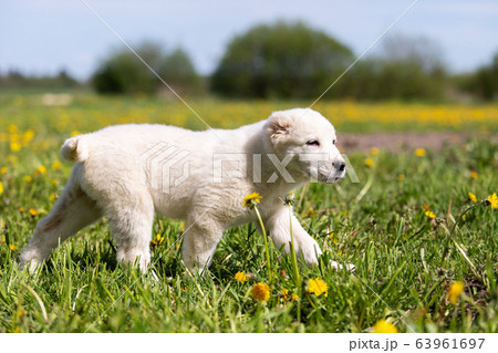 Puppy shepard walks outdoor at summer day Puppy shepard walks outdoor at summer day 63961697